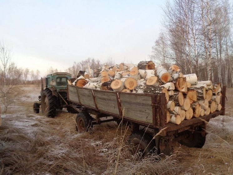 Задержали двух курганцев, срубивших березы на 220 тысяч рублей