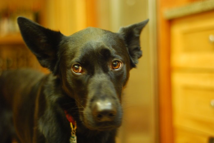 Фото: Kurt Thomas/Flickr.com