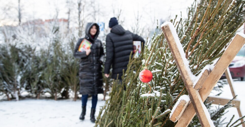 Великий Новгород готовится к открытию ёлочных базаров