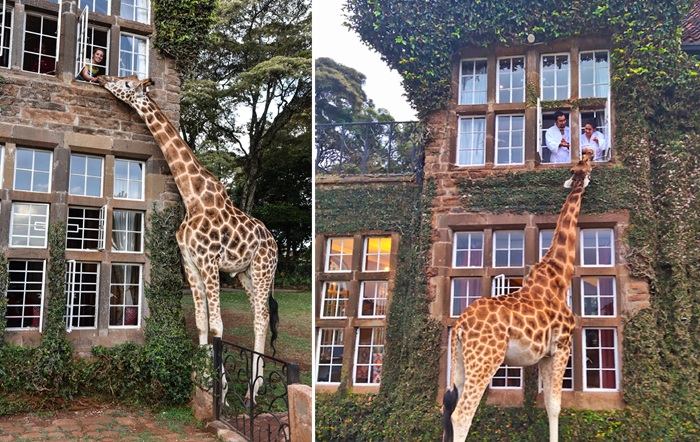 Жирафы Ротшильда – большие любители угощений (Giraffe Manor, Кения).