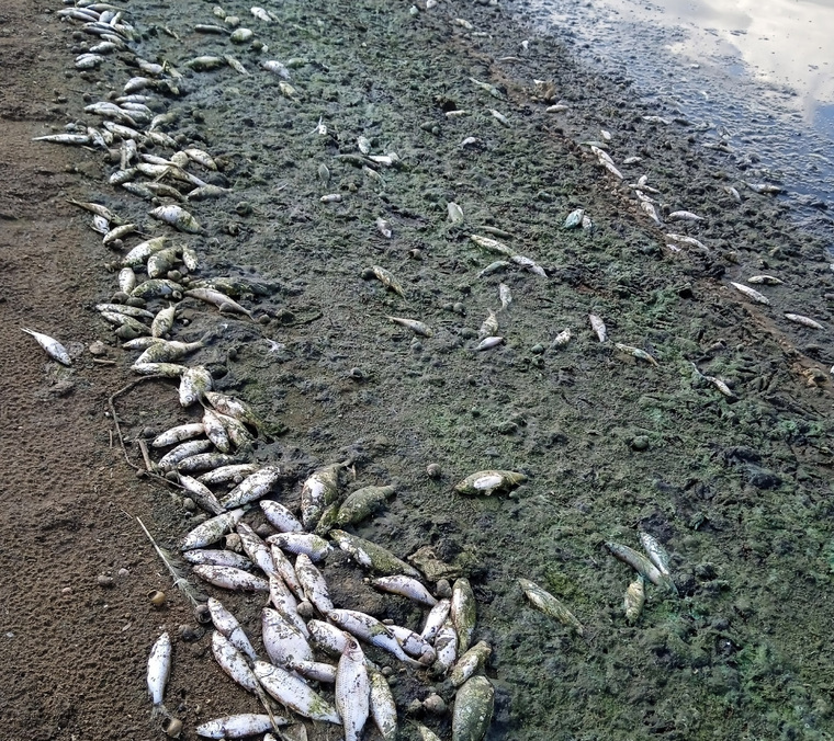 Некоторые комментаторы винят в массовой гибели рыб аномальную жару