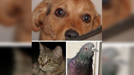 В память об Армене. Почти всем питомцам погибшего при атаке ВСУ воронежца удалось найти дом