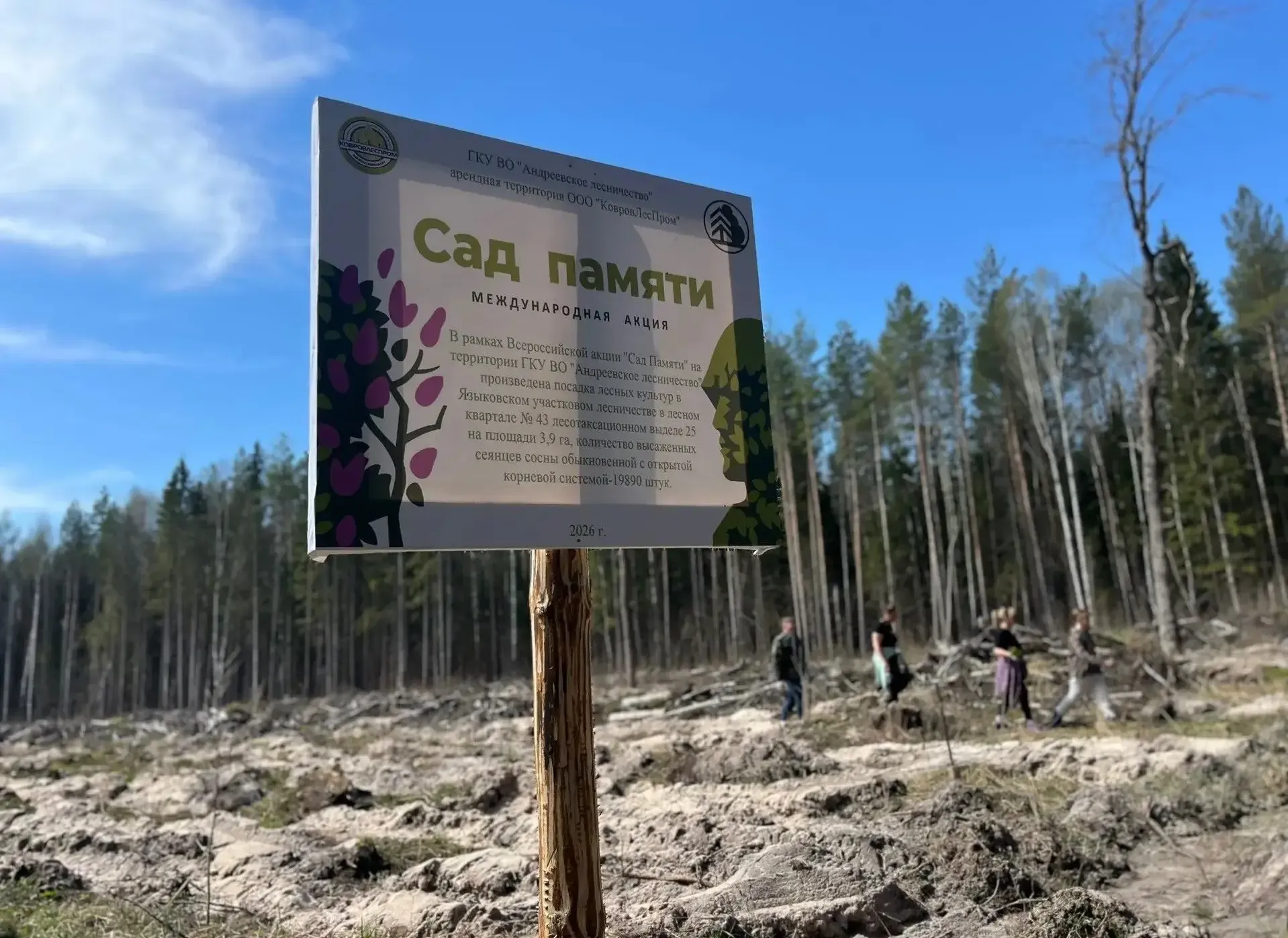 В Судогодском округе высадили почти 20 тысяч саженцев сосны