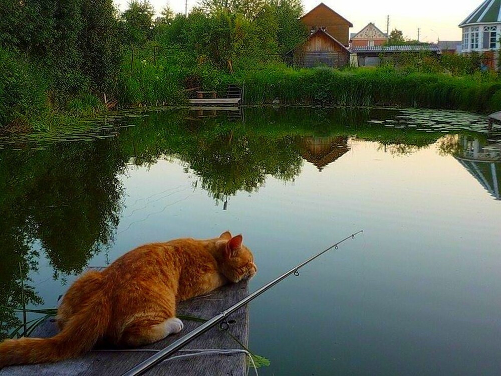 Привет рыбакам картинки