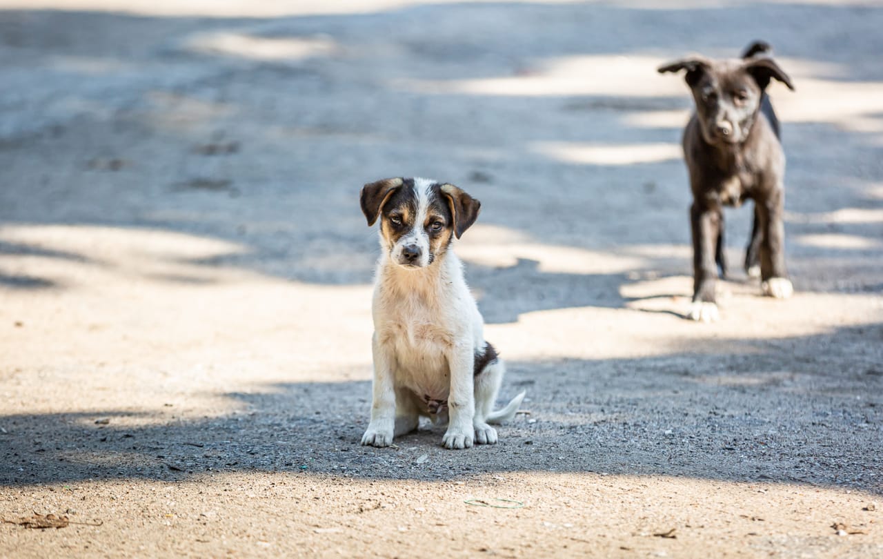 Континент приют для животных в туле. Подростки в приюте для животных. Любимец тула. Помощь бездомным животным тула 9. Доброе сердце помощь бездомным животным.
