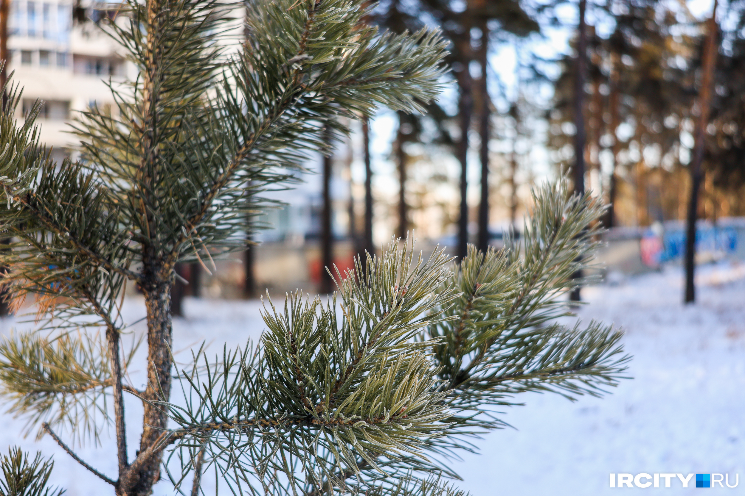 Люди хотят, чтобы рядом с их домом была сосновая роща, а не очередная высотка