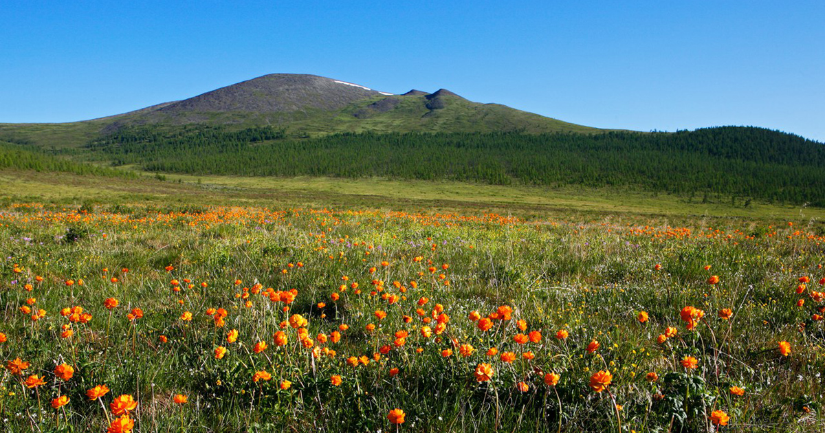 Флора баргузинского заповедника