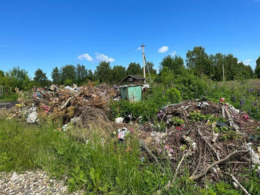 Городское кладбище в Пучеже превратилось в свинарник