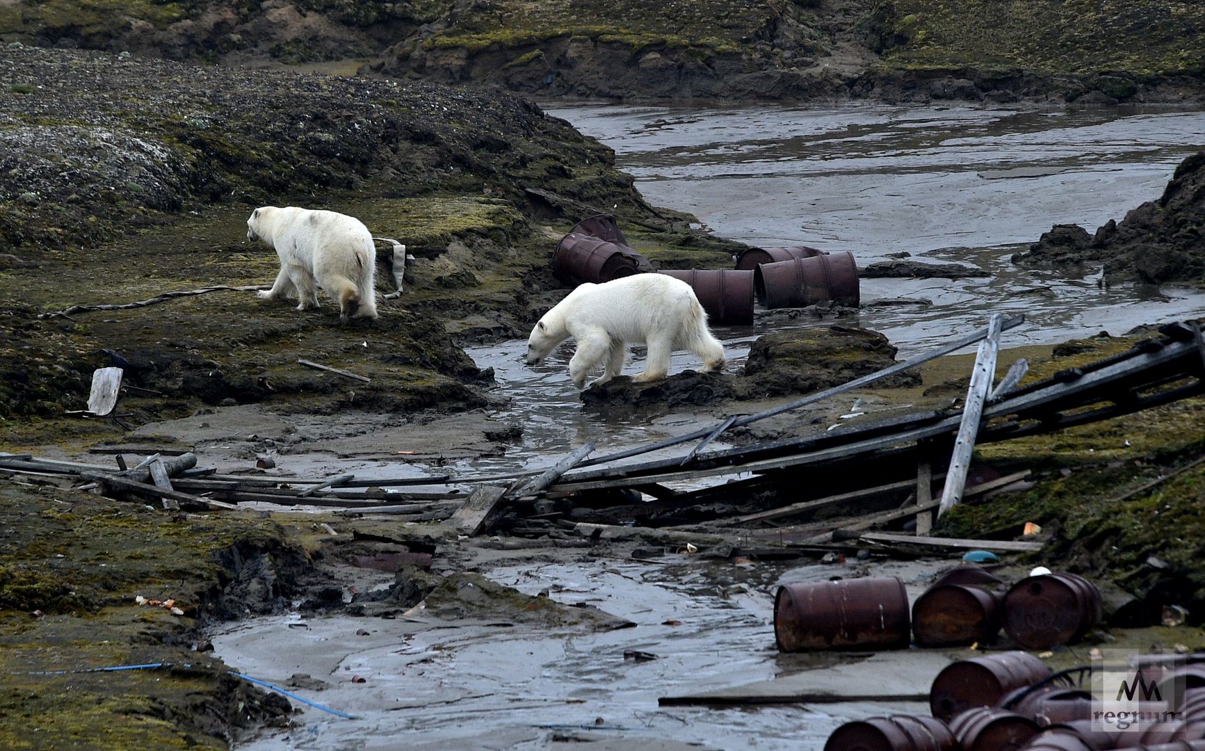 Остров возвращенных. Белые медведи в Арктике. Остров уединения Арктика. Остров уединения Карское море. Арктика медведи панорама.