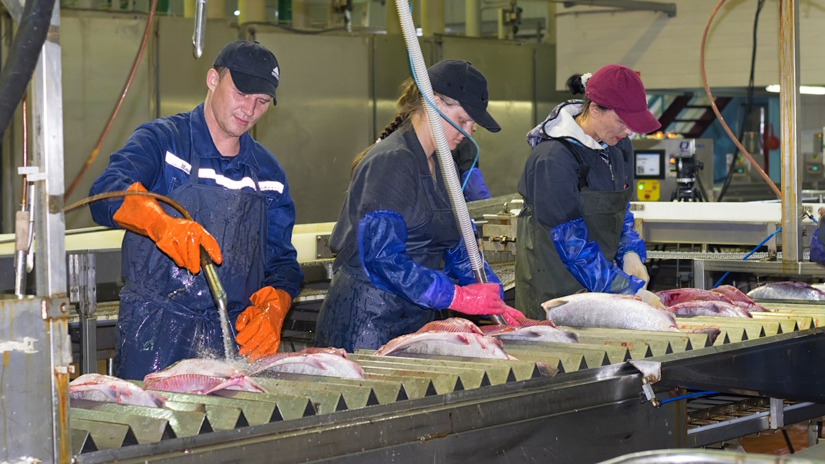 Рыбокомбинат