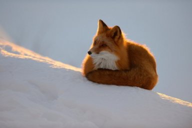 День сворачивания в клубочек отмечается сегодня в Камчатском крае 1