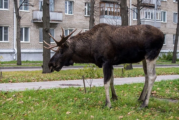 В Пензенской области в ДТП погибли два лося