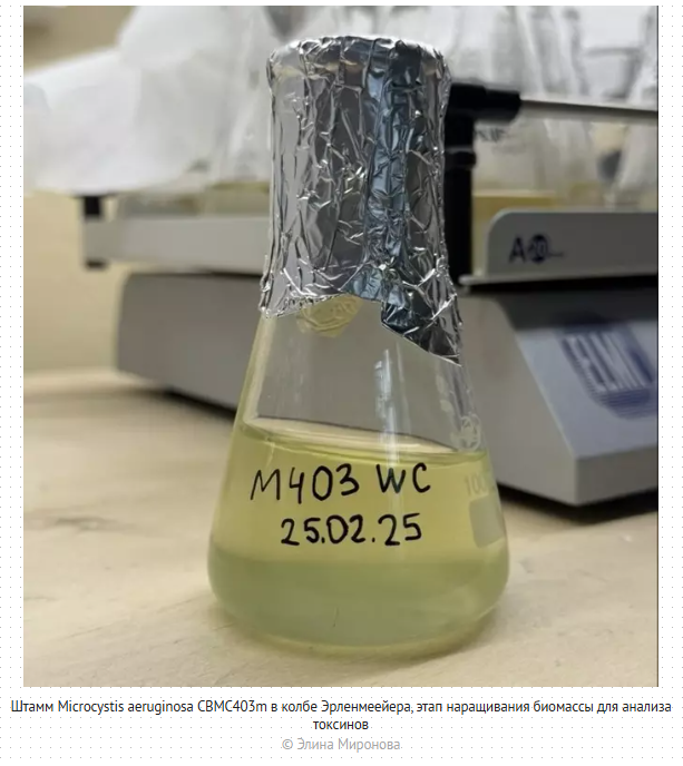 шаосжидовщз