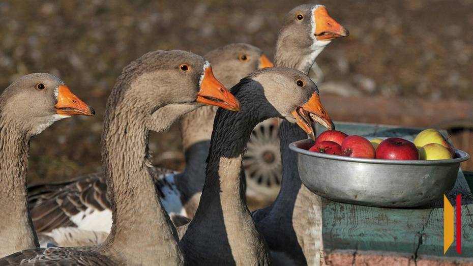 Жительница Кантемировского района вернет соцвыплату из-за покупки домашней птицы без документов