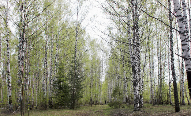 В Арбажском районе с лесопользователя взыскали ущерб за незаконную вырубку