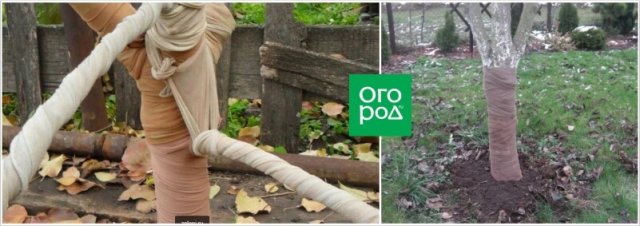 Защита деревьев от грызунов