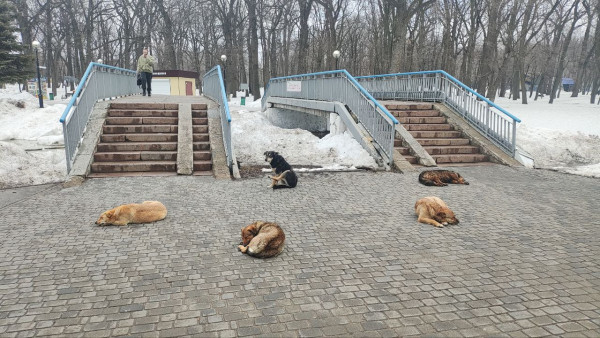 В Самарской области хозяина злой собаки заставили извиниться рублём