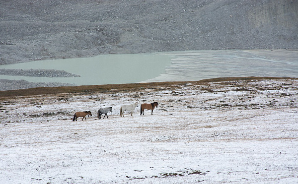 В Монголии за зиму погибло более 667 тысяч голов скота