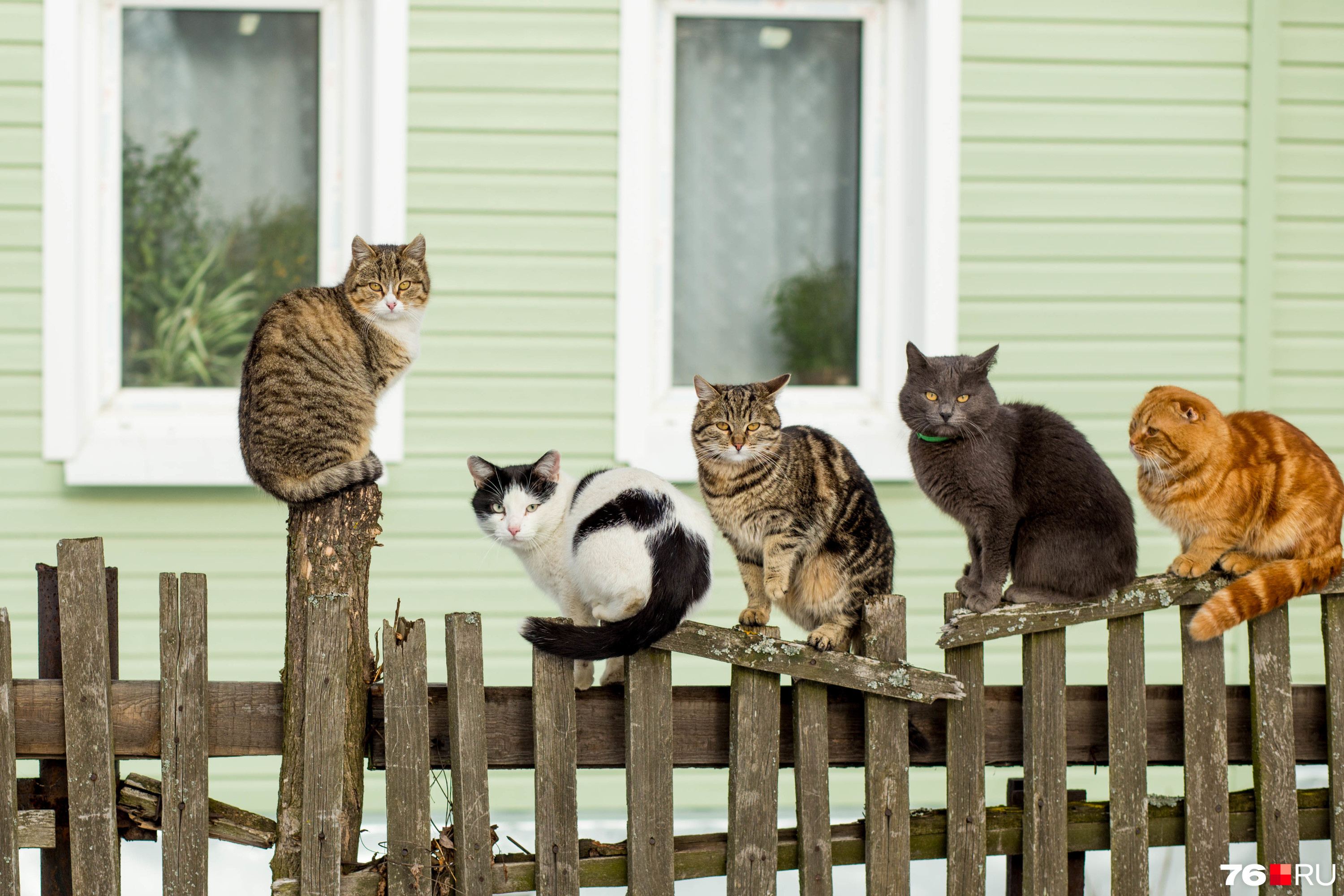 Много соседей живут. Смешные коты картинки. Коты на продажу. Самые лучшие кошки для дома. Защита животных кошки.