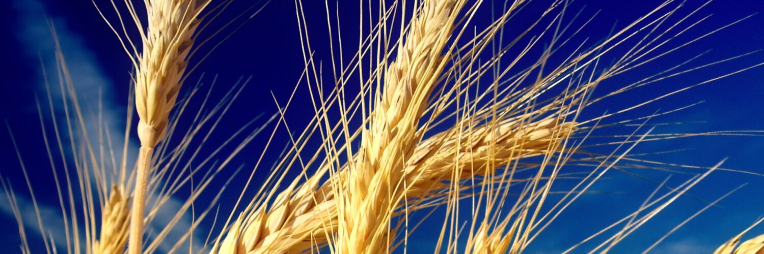Качество пшеницы. Качество зерна. Формирование зерна пшеницы. Наука и спорт пшеница.