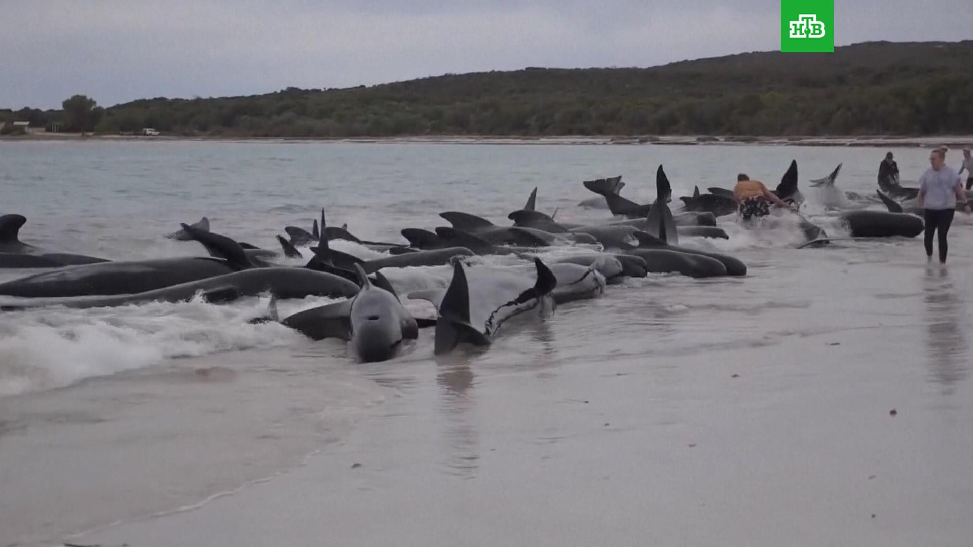 Почему дельфинов выбрасывает на берег. Киты в Австралии выбросились на берег. Дельфины выбрасываются на берег.