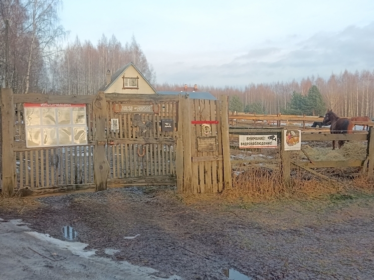 Во Владимирской области при катании на лошади покалечилась девочка