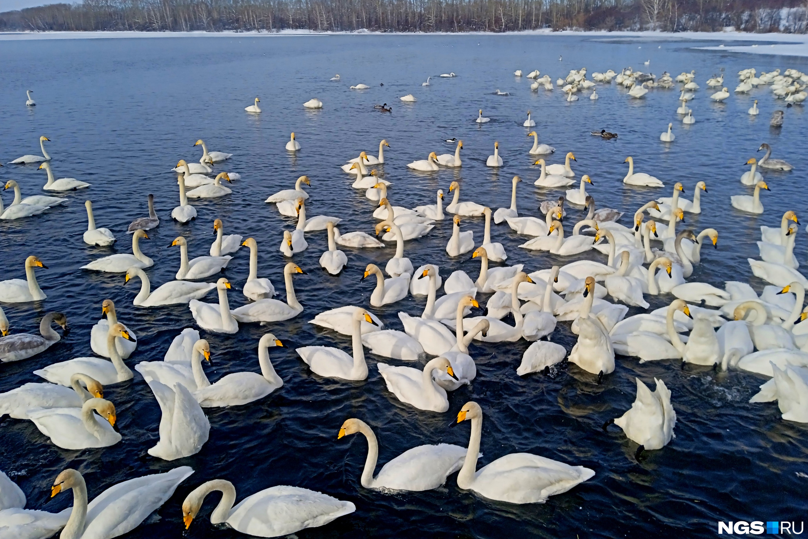 лебединое озеро в алтайском