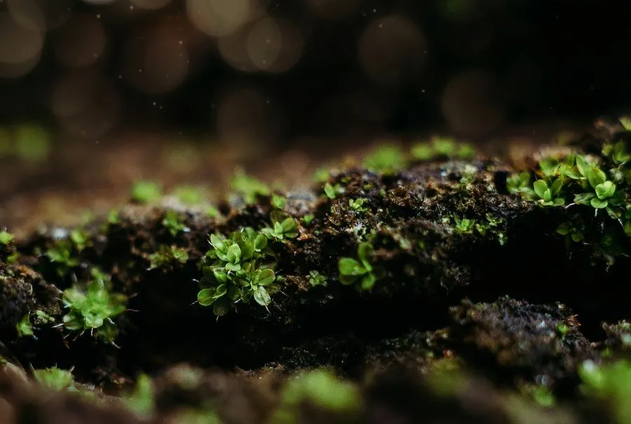 Делегация из Таиланда посетила петербургский Музей почвоведения для обмена опытом | ФОТО Sandie Peters on Unsplash