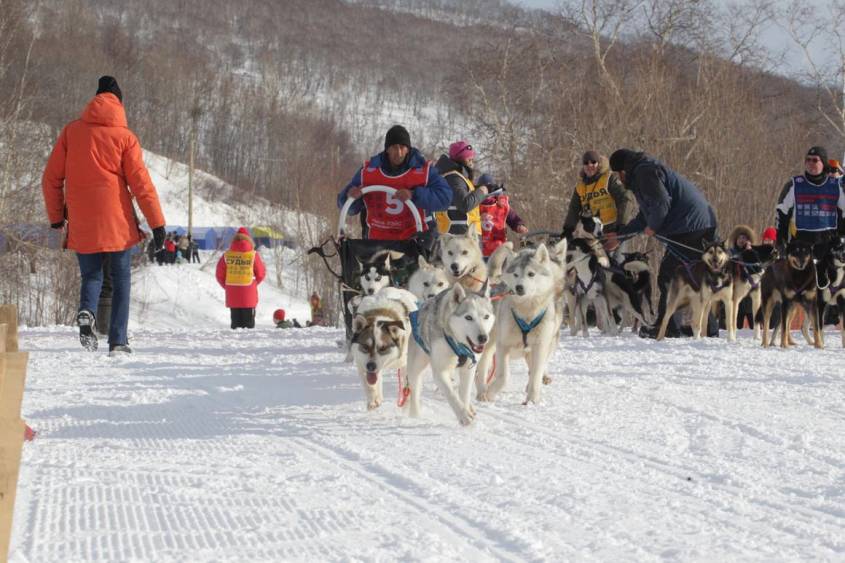 Имена победителей гонки на собачьих упряжках «Елизовский спринт» огласили на Камчатке