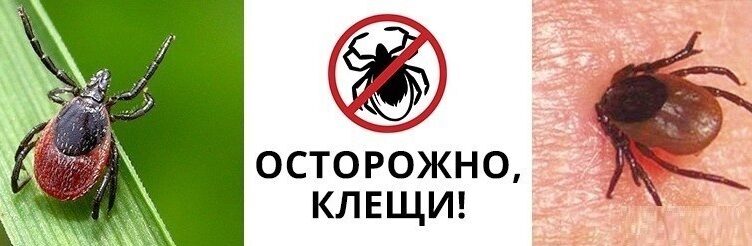 Картинка о клещах