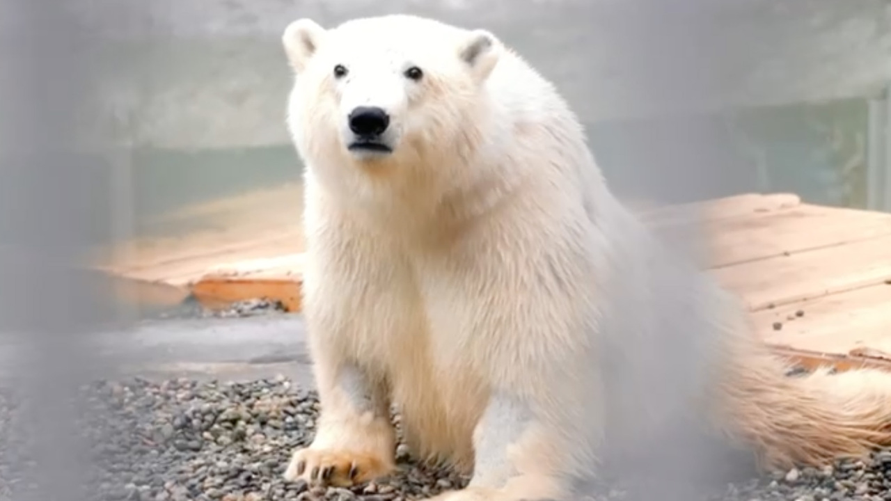 Polar Bear автомобиль