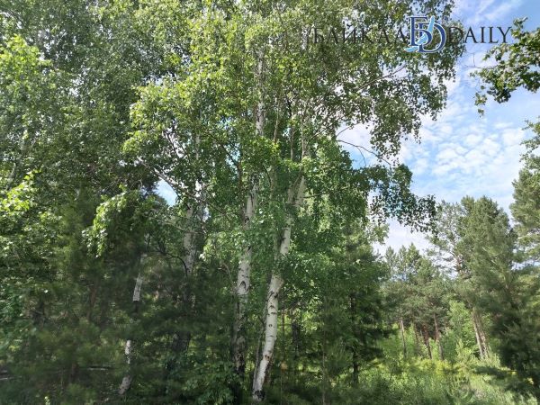 Трое забайкальцев незаконно спилили более 300 берёз 