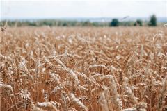 Сбор урожаяВаловой сбор зерна в Чувашии достиг 1 миллиона тонн урожай 