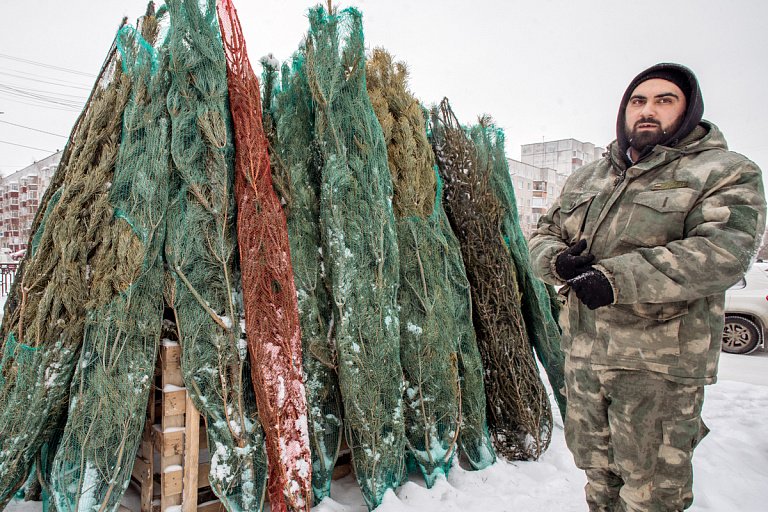 Полезный гид для сургутян, выбирающих живую елку к Новому году