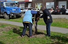 В Георгиевске высадили молодые клёны и липы