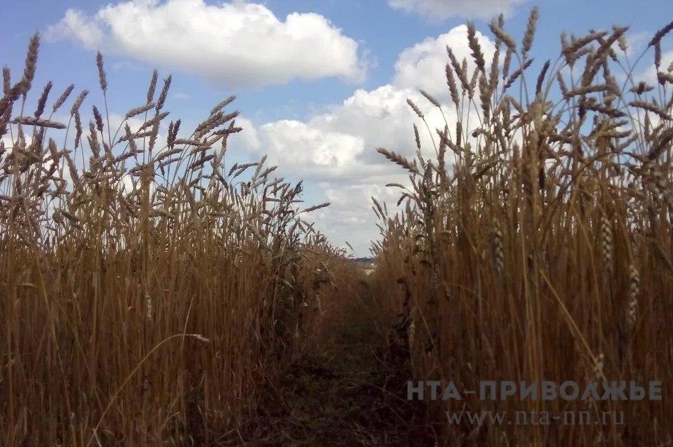 Экспорт семян из Башкирии вырос вдвое