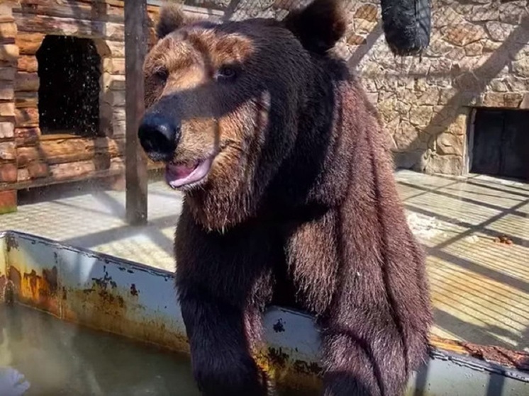 Медведь Малыш из челябинского зоопарка открыл купальный сезон