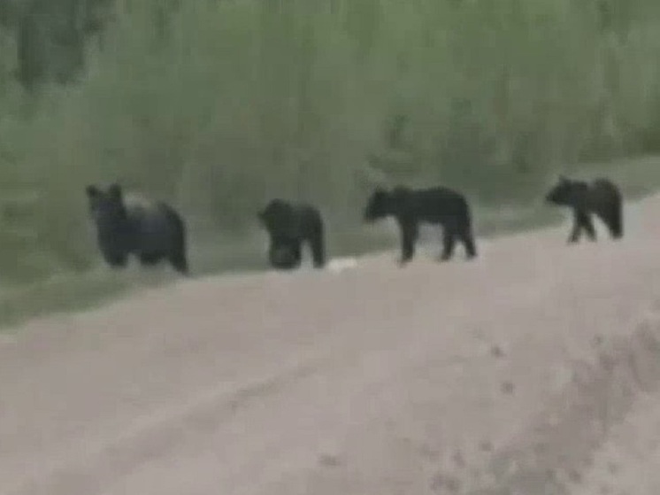 Медведица с медвежатами третий день ходит у томского поселка