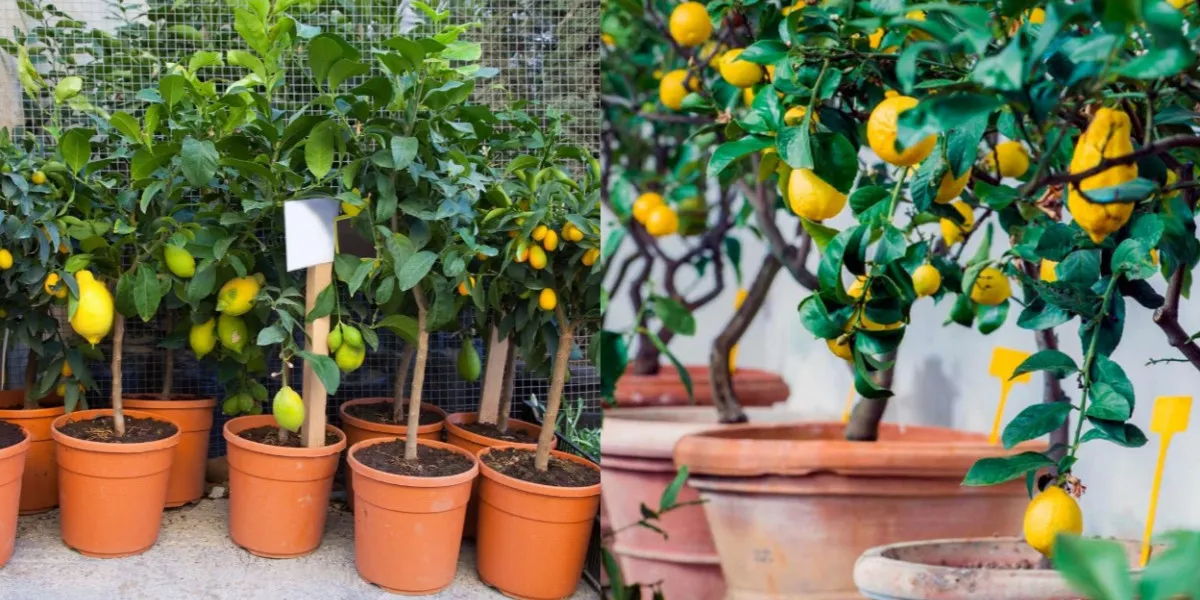 Вырастить лимон в домашних условиях с плодами. Лимонное дерево. Лимон вырастить дома. Семена домашние деревья лимон. Лимонные пространства.