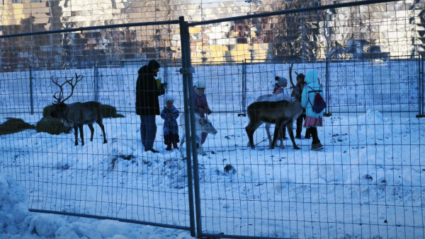 На улицах Самары замечены новогодние северные олени