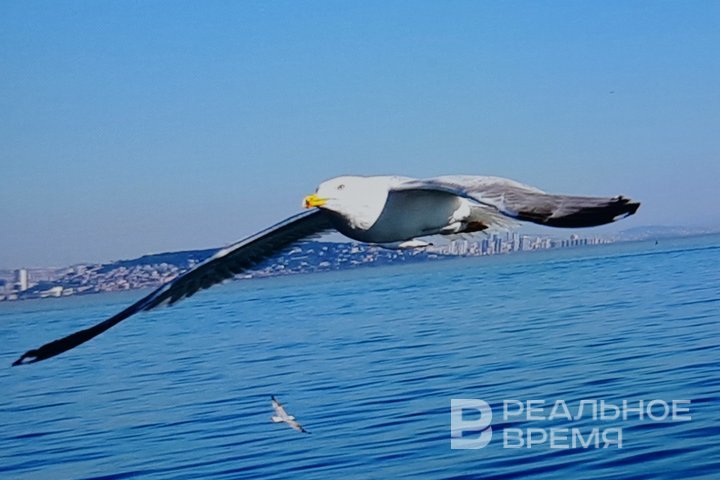 В Татарстане появится природный заказник для защиты колонии чаек