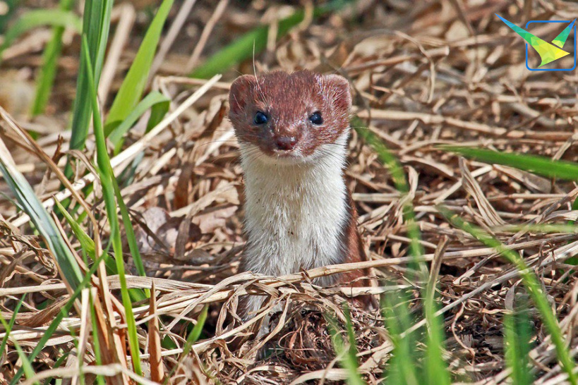 Животные луховицы. Хорёк домашний. Маймунлар кроли 4. Животные луховицы. Животные луховицы.