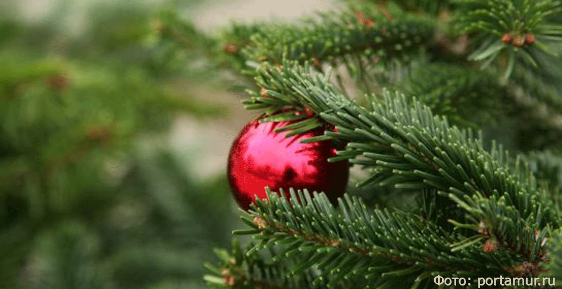 К Новому году в Амурской области заготовят десять тысяч елок и сосен