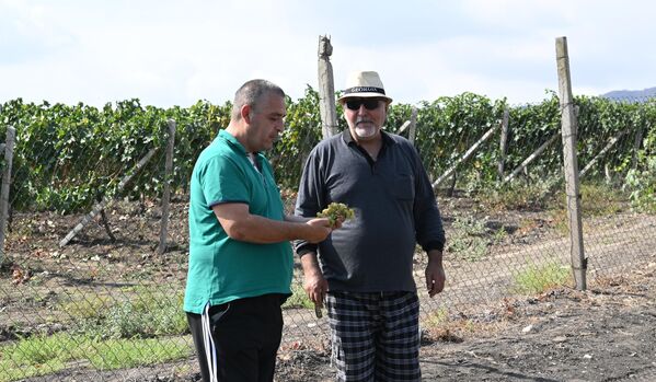 Готовность приобрести виноград у фермеров выразили 350 частных винодельческих компаний, пока что закупки осуществили 110 из них - Sputnik Грузия