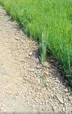 В Лежневском районе дорогу делают не по нормативам