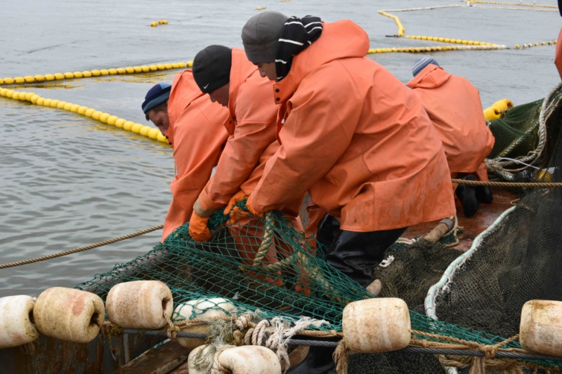 Добросовестным рыбопромышленным предприятиям Камчатки упростили процедуру перезакрепления участков