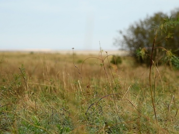 В Астраханской области на земельном участке нашли опасный карантинный сорняк