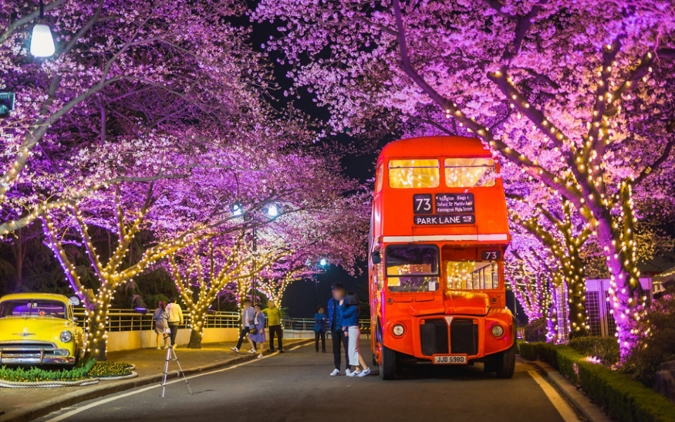 Sakura time - South Korea