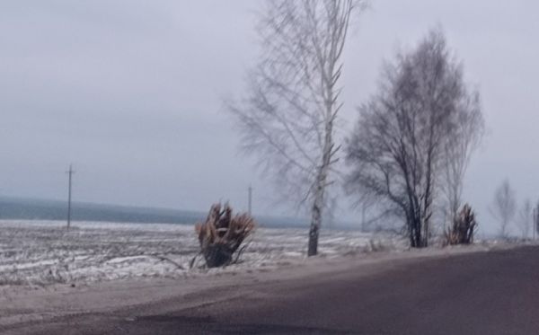 Под Брянском заметили поломанные деревья на обочине | Общество | Селдон ...