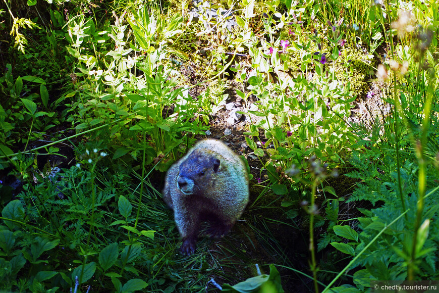 Жизнь на опушке леса